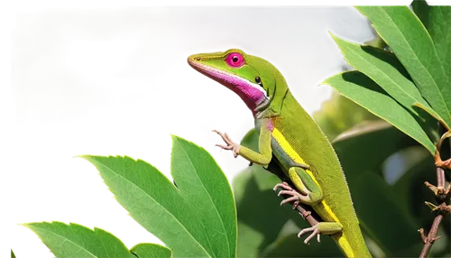 day gecko,anole,phelsuma,anolis,wonder gecko,malagasy taggecko,red-eyed tree frog,anoles,green crested lizard,basiliscus,agamid,green lizard,agamas,coral finger tree frog,gecko,ring-tailed iguana,treefrog,beautiful chameleon,eastern dwarf tree frog,cuban tree frog,Conceptual Art,Daily,Daily 08