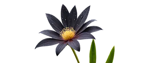 flower of water-lily,black and dandelion,grass lily,cosmic flower,starflower,magic star flower,exotic flower,spider flower,lily flower,garden star of bethlehem,african daisy,elven flower,grape-grass lily,bird of paradise flower,pond flower,chive flower,single flower,juncea,tacca,water lily flower,Illustration,Black and White,Black and White 17