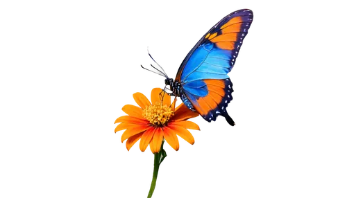 butterfly vector,butterfly background,butterfly clip art,orange butterfly,butterfly on a flower,butterfly isolated,isolated butterfly,hesperia (butterfly),ulysses butterfly,butterfly floral,butterfly,cupido (butterfly),viceroy (butterfly),blue butterfly background,tropical butterfly,passion butterfly,french butterfly,morpho butterfly,lycaena,vanessa (butterfly),Illustration,Paper based,Paper Based 09