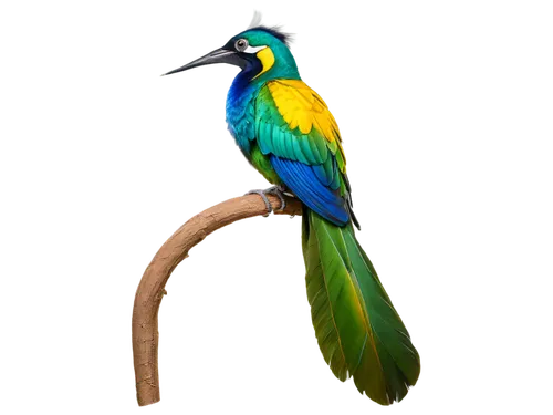 blue-tailed bee-eater,colorful birds,blue and gold macaw,toucanet,european bee eater,tropical bird,gouldian,chryssides,beautiful bird,an ornamental bird,blue and yellow macaw,blue-capped motmot,quetzal,bird painting,bird png,toco toucan,bird of paradise,bird illustration,macaw,yellow macaw,Conceptual Art,Sci-Fi,Sci-Fi 14