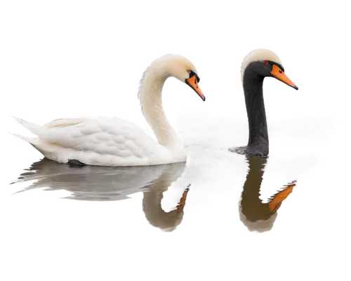 swan pair,mute swan,trumpeter swans,a pair of geese,swans,trumpeter swan,seiders,canadian swans,great white pelicans,waterbirds,phalaropes,wildfowl,water birds,swanning,young swans,swan lake,swan on the lake,constellation swan,pelicans,shelducks,Illustration,Children,Children 01