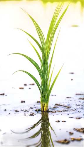 cordgrass,aquatic plant,cyperus,sweet grass plant,wheat grass,reed grass,sedge,ricefield,aquatic herb,needlegrass,sea oat grass,lomandra,cymbopogon,wheat germ grass,aquatic plants,poaceae,saltgrass,ornamental grass,pine needle,wheatgrass,Art,Artistic Painting,Artistic Painting 46