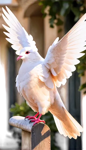 dove of peace,doves of peace,peace dove,white dove,white pigeon,white pigeons,beautiful dove,doves,white bird,white grey pigeon,dove,cacatua,beautiful bird,american herring gull,collared dove,kagu,an ornamental bird,ornamental bird,short-billed corella,cacatua moluccensis,Illustration,American Style,American Style 13