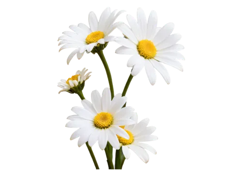 leucanthemum,flowers png,marguerite daisy,oxeye daisy,white daisies,leucanthemum maximum,shasta daisy,wood daisy background,ox-eye daisy,australian daisies,daisy flowers,common daisy,marguerite,mayweed,bellis perennis,the white chrysanthemum,barberton daisies,white chrysanthemum,daisies,daisy flower,Photography,Artistic Photography,Artistic Photography 09