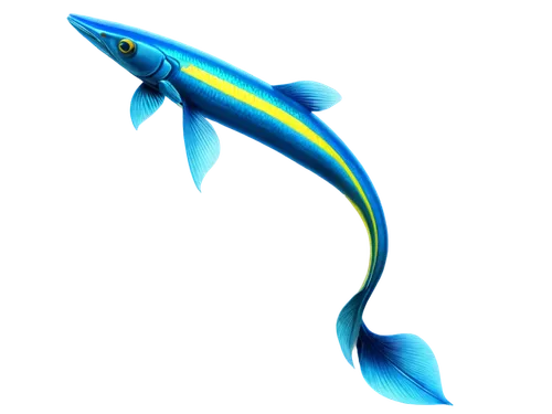 needlefish,mahimahi,knifefish,dartfish,fish pen,wireshark,tursiops,blue whale,barracuda,banana dolphin,billfish,dolphin fish,razorfish,mamaea,balaenoptera,eel,thunnus,cetacean,rapala,dolphin background,Conceptual Art,Daily,Daily 28