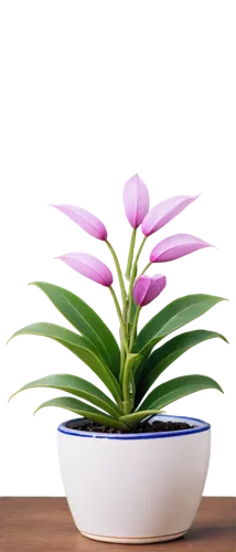 ikebana,laelia,potted plant,bromelia,flowers png,flower bowl,houseplant,indoor plant,bromeliad,spathoglottis,citronella,flower background,container plant,billbergia pyramidalis,lotus png,stemless gentian,ornamental plant,pontederia,growth icon,money plant,Illustration,Abstract Fantasy,Abstract Fantasy 12