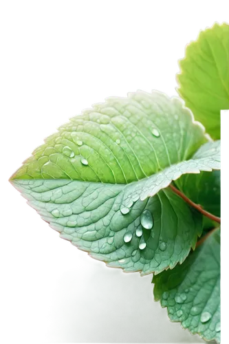 grape leaf,mint leaf,rainy leaf,green leaves,green leaf,spring leaf background,leaf green,raspberry leaf,water lily leaf,nettle leaves,green wallpaper,aaaa,chlorophylls,leaf background,beech leaf,leaf macro,chlorophyll,acorn leaf,lotus leaf,dew drops,Illustration,Vector,Vector 03