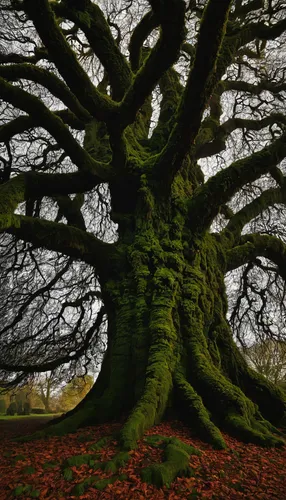 old gnarled oak,oak tree,beech trees,european beech,scarlet oak,celtic tree,gnarled,the roots of trees,hornbeam,oak,black oak,horse chestnut tree,maple tree,norway maple,tree and roots,oak seed,oregon white oak,elm tree,two oaks,deciduous tree,Illustration,American Style,American Style 14