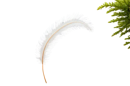 cherry sparkler fountain grass,feather bristle grass,luminous garland,light fractal,cyperus,myriophyllum,echinochloa,elymus,festuca,ornamental grass,citronella,muhlenbergia,spruce needles,sporophyte,needlegrass,eleocharis,grass fronds,string of lights,dandelion background,lamp cleaning grass,Photography,Artistic Photography,Artistic Photography 02