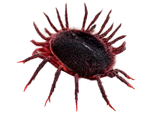 flavivirus,calicivirus,keratinocyte,cytomegalovirus,reovirus,corona virus,adipocyte,poliovirus,mimivirus,coronavirus,adenovirus,polyomavirus,herpesvirus,sundew,lentivirus,antihydrogen,arenavirus,leukocyte,eosinophil,melanocyte,Illustration,Abstract Fantasy,Abstract Fantasy 22