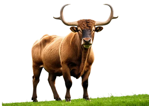 watusi cow,cervus elaphus,zebu,gnu,bos taurus,texas longhorn,deer bull,aurochs,oxen,alpine cow,ox,mountain cow,horns cow,taurus,hartebeest,ruminant,montasio,anthracoceros coronatus,yak,elk bull,Photography,Documentary Photography,Documentary Photography 32