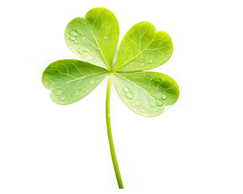 4-leaf clover,a four leaf clover,4 leaf clover,five-leaf clover,four leaf clover,four-leaf clover,patrol,three leaf clover,medium clover,clovers,shamrock,clover leaves,cleanup,symbol of good luck,lucky clover,shamrocks,long ahriger clover,redwood sorrel,aaa,happy st patrick's day,Art,Classical Oil Painting,Classical Oil Painting 02