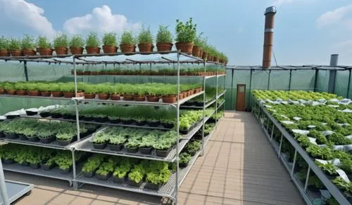 Permeable net house filled with herbs and one hydroponic tower. continuously plants should stack on the racks,rows of plants that are in pots with other plants,microhabitats,hahnenfu greenhouse,greenh