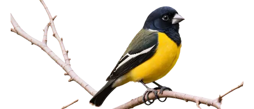 Grosbeak bird, vibrant plumage, yellow breast, black head, white patches above eyes, strong beak, perched, solo, morning sunlight, natural habitat, branch, leaves, shallow depth of field, soft focus, 