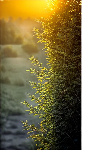 goldenlight,flower in sunset,evening sun,golden light,goldenrod,late goldenrod,photosynthetic,nature background,sun reflection,yellow grass,golden sun,loosestrife,sunray,setting sun,backlight,coucher,long grass,salix,morning light,background bokeh,Art,Classical Oil Painting,Classical Oil Painting 25