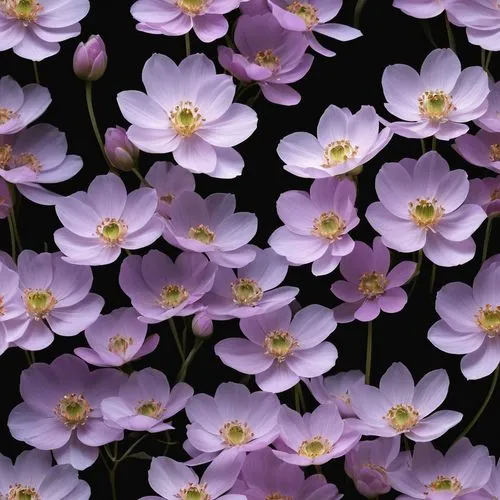 japanese anemones,violas,hepatica,flower wallpaper,purple wallpaper,violet flowers