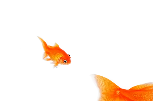 goldfish,koi,playfish,gold fish,guardfish,nemo,koi fish,snapfish,swordtail,fish in water,koi pond,garrison,foxface fish,two fish,seaquarium,garridos,fishkind,fish,koi carps,small fish,Art,Artistic Painting,Artistic Painting 28