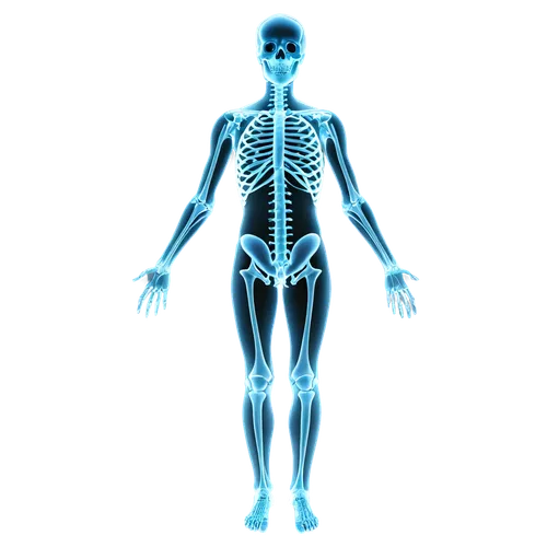 osteopathy,osteopath,osteopaths,osteopathic,osteoporotic,musculoskeletal,chiroscience,the human body,chiropractic,biomechanically,spondylitis,neuromuscular,osteopontin,scoliosis,human body,osteoporosis,magnetic resonance imaging,kinesiology,osteoarthritis,osteocalcin,Illustration,Retro,Retro 13