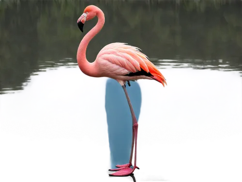 Pink flamingos, standing, lake shore, morning mist, soft pink feathers, long neck, black beak, slender legs, webbed feet, rippled water reflection, warm sunlight, shallow depth of field, cinematic lig