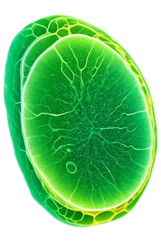 chloroplasts,cell structure,retina nebula,mitochondrion,cell division,spherical image,embryo,patrol,plant veins,cleanup,chlorophyta,atom nucleus,embryonic,macrocystis,globule,nucleus,cell,plasma bal,nucleoid,nerve cell,Illustration,Retro,Retro 17