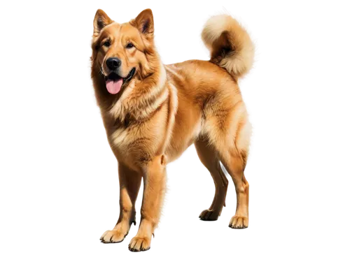 finnish spitz,eurasier,korean jindo dog,german spitz mittel,belgian shepherd dog,german spitz,belgian shepherd,german spitz klein,new guinea singing dog,belgian shepherd malinois,icelandic sheepdog,carolina dog,shiloh shepherd dog,german shepherd,german shepherd dog,formosan mountain dog,canaan dog,central asian shepherd dog,king shepherd,akita inu,Art,Artistic Painting,Artistic Painting 03