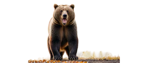 mustelid,spectacled bear,american black bear,karelian bear dog,nordic bear,sloth bear,bear,kodiak bear,scandia bear,great bear,brown bear,bearskin,bear kamchatka,sun bear,ursa,cute bear,bear bow,cub,eurasier,boar,Illustration,Black and White,Black and White 23