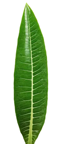 tropical leaf,coconut leaf,magnolia leaf,mape leaf,jungle leaf,fern leaf,custody leaf,green leaf,leaf structure,tree leaf,leaf background,walnut leaf,lotus leaf,tropical leaf pattern,fan leaf,palm leaf,leaf,leaf veins,aaaa,mammoth leaf,Conceptual Art,Daily,Daily 16