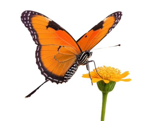 butterfly background,orange butterfly,butterfly vector,butterfly isolated,butterfly clip art,butterfly on a flower,isolated butterfly,butterfly,passion butterfly,monarch butterfly,blue butterfly background,butterfly floral,butterly,french butterfly,morphos,flowers png,transparent background,butterflies,euphydryas,tropical butterfly,Conceptual Art,Oil color,Oil Color 16