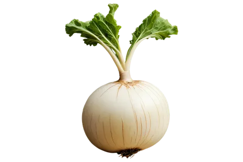 Turnip, root vegetable, white and purple skin, green leafy top, rounded shape, solitary, (close-up), detailed texture, earthy tone, soft natural light, shallow depth of field, 3/4 composition, warm co