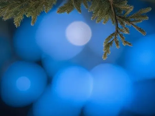 close up of an evergreen tree nch with bright blue lights,bokeh,bokeh lights,square bokeh,tree lights,bokeh effect,blue spheres