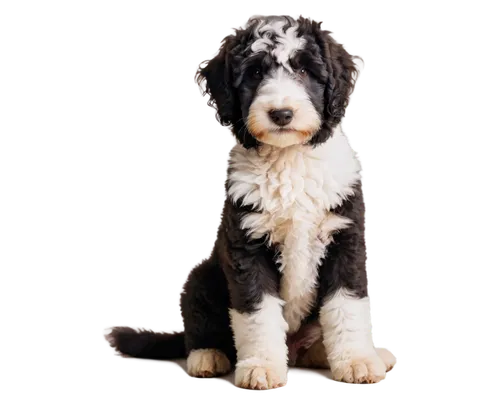 havanese,labradoodle,german longhaired pointer,sheepdog,airedale,australian shepherd,dog pure-breed,shih poo,wirehaired,irish wolfhound,dog breed,border collie,mixed breed dog,schnauzer,parvovirus,briard,short proboscis springer ear,collie,spaniel,cocker spaniel,Conceptual Art,Daily,Daily 32