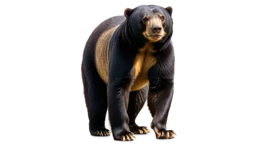 ursa,bear,gigantopithecus,great bear,bearlike,nordic bear,scandia bear,ursa major,bearse,megatherium,ursus,sloth bear,kulundu,bear bow,bearss,bearmanor,paleoindian,derivable,beorn,bear guardian,Illustration,Retro,Retro 04