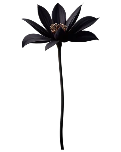 black hellebore,artificial flower,lotus png,flowers png,black rose,decorative flower,crown chakra flower,lotus ffflower,spider flower,sego lily,lilium candidum,widow flower,crown flower,chocolote cosmos,retro flower silhouette,desert flower,guernsey lily,lily order,elven flower,fabric flower,Illustration,Abstract Fantasy,Abstract Fantasy 02