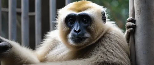 White Handed Gibbon ponders life locked up in a Zoo,gibbon,gibbon 5,langur,colobus,cercopithecus neglectus,mandrill,belize zoo,primate,zoo planckendael,de brazza's monkey,baboon,siamang,white-fronted 