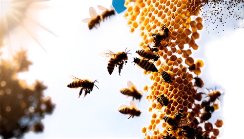 swarm of bees,bee colonies,stingless bees,bee colony,beekeeping,beekeepers,bee farm,honey bees,bee hive,bee pollen,western honey bee,honeybees,bees,beekeeper,honey bee home,bee eggs,bee,bee keeping,bees pasture,beehives,Illustration,Black and White,Black and White 33