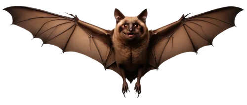 Dark brown bats, transparent background, solo, flying pose, outstretched wings, sharp claws, beady eyes, furry body, delicate wrinkles, soft lighting, cinematic composition, shallow depth of field, wa