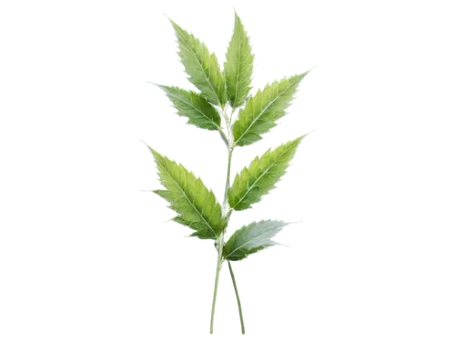 mugwort,spikelets,sweet grass plant,citronella,plantago,cyperus,rumex,spring leaf background,nettle leaves,green leaf,agrostis,motherwort,leaf fern,chlorosis,auxin,epilobium,panicle,crispum,resprout,leaf background,Photography,Fashion Photography,Fashion Photography 21