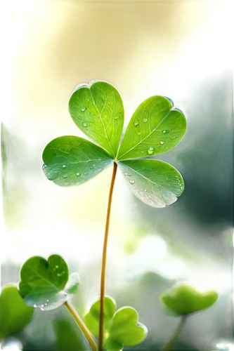 4-leaf clover,five-leaf clover,three leaf clover,four-leaf clover,4 leaf clover,four leaf clover,a four leaf clover,clover leaves,clovers,lucky clover,medium clover,shamrock,narrow clover,maidenhair,saint patrick,pot of gold background,shamrocks,symbol of good luck,somluck,oxalis,Conceptual Art,Oil color,Oil Color 10