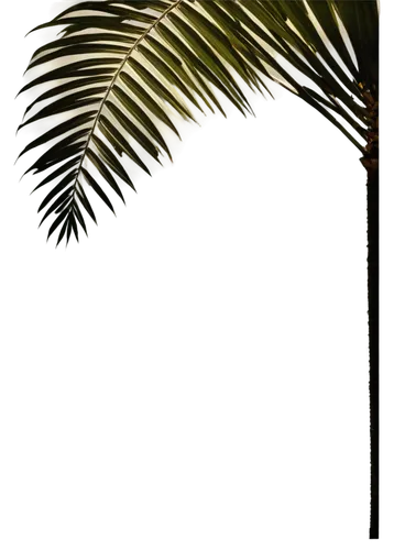 Palm tree shadow, tropical atmosphere, intricate leaf details, slender trunk, subtle gradation, soft focus, warm sunlight filtering through leaves, low angle view, dramatic lighting, cinematic composi