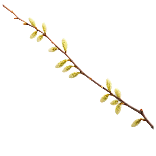 luminous garland,cherry blossom branch,currant branch,string of lights,analemma,cherry branch,spikelets,flowers png,leaf branch,rose branch,festoon,bookmark with flowers,spikelet,willow catkin,branch,apple blossom branch,cherry twig,softspikes,sakura branch,catkin,Conceptual Art,Daily,Daily 23