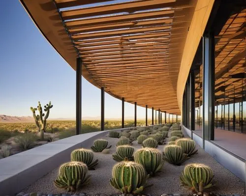 organ pipe cactus,arizona-sonora desert museum,earthship,amanresorts,sonoran desert,dutchman's-pipe cactus,desert plant,xeriscaping,desert plants,cactuses,barrel cactus,dunes house,sonoran,agaves,saguaro,saguaros,roof landscape,hoodia,landscapre desert safari,scottsdale,Photography,Documentary Photography,Documentary Photography 31