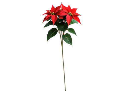 natal lily,christmas flower,poinsettia flower,flower of christmas,poinsettia,etlingera corneri,night-blooming cestrum,epiphyllum oxypetalum,rose png,black rose hip,red passion flower,cestrum,ikebana,epiphyllum,flowers png,christmas rose,single flower,arrow rose,firecracker flower,xmas plant,Photography,Fashion Photography,Fashion Photography 08