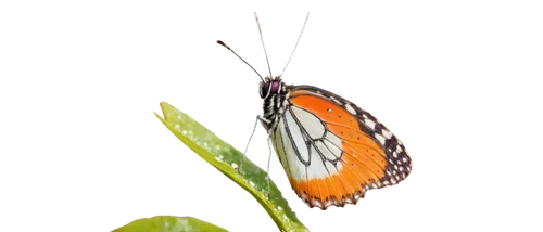 euphydryas,viceroy (butterfly),polygonia,coenonympha tullia,heliconius hecale,vanessa atalanta,brush-footed butterfly,coenonympha,melitaea,dryas julia,lepidoptera,butterfly vector,dryas iulia,orange butterfly,butterfly isolated,hesperia (butterfly),gulf fritillary,boloria,butterfly clip art,melanargia,Art,Classical Oil Painting,Classical Oil Painting 44