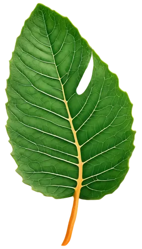 fan leaf,mammoth leaf,fig leaf,beech leaf,grape leaf,leaf vegetable,tropical leaf,custody leaf,mape leaf,chestnut leaf,coconut leaf,magnolia leaf,walnut leaf,ginkgo leaf,banana leaf,lotus leaf,foliage leaf,tree leaf,acorn leaf,leaf structure,Illustration,Vector,Vector 08