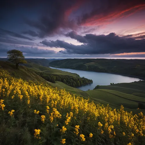 Capture breathtaking landscapes with Canon 5D Mark II,rapeseed field,northern ireland,rapeseed flowers,field of rapeseeds,isle of skye,yorkshire,scotland,ireland,northumberland,isle of mull,north york