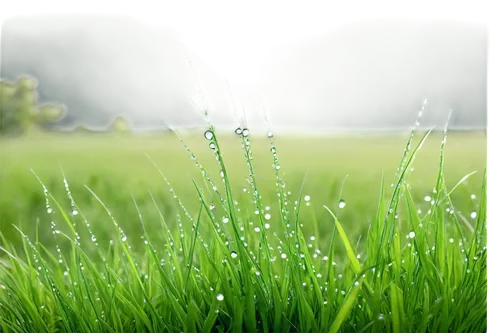 dew on grass,wheat germ grass,cordgrass,green grass,blade of grass,grass grasses,needlegrass,grasslike,ryegrass,artificial grass,grass,block of grass,meadows of dew,grass blossom,blades of grass,greengrass,meadow fescue,blooming grass,long grass,halm of grass,Photography,Black and white photography,Black and White Photography 02