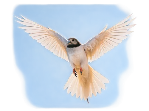 Bird in flight, wings spread wide, feathers ruffled, morning sunlight, blue sky background, few white clouds, 3/4 composition, shallow depth of field, dynamic pose, swift motion, soft focus, warm colo