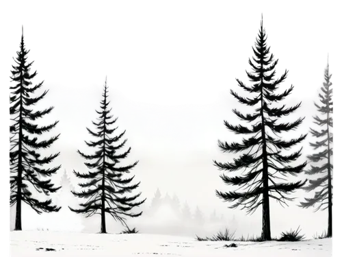 snow in pine trees,coniferous forest,spruce-fir forest,spruce trees,pine trees,fir forest,fir trees,snow trees,winter forest,temperate coniferous forest,silvertip fir,evergreen trees,spruce forest,conifers,winter background,coniferous,larch forests,larch trees,fir needles,sugar pine,Illustration,Black and White,Black and White 35