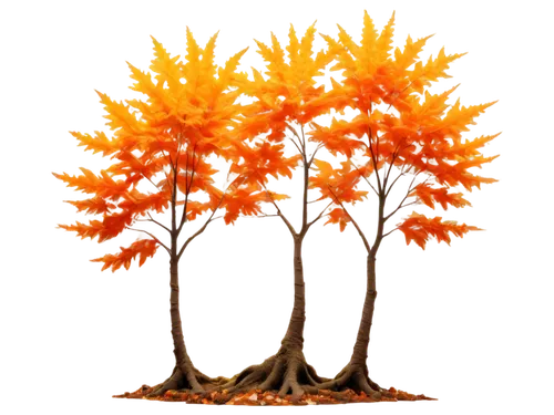 tangerine tree,orange tree,nuytsia,flourishing tree,apfelbaum,eudendrium,orange flowers,aurantiaca,ixora,orange,dendron,burning bush,trumpet tree,poinciana,small tree,autumn tree,orang,tree torch,defence,gorgonian,Art,Artistic Painting,Artistic Painting 51