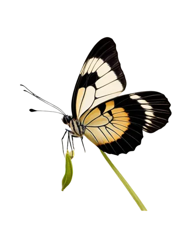 butterfly vector,butterfly clip art,heliconius hecale,euphydryas,palamedes swallowtail,hesperia (butterfly),papilio rumanzovia,papilio,papilio machaon,green-veined white,chloris chloris,brush-footed butterfly,gonepteryx cleopatra,black-veined white butterfly,cupido (butterfly),butterfly isolated,viceroy (butterfly),melanargia galathea,vanessa (butterfly),zebra longwing,Illustration,Paper based,Paper Based 12